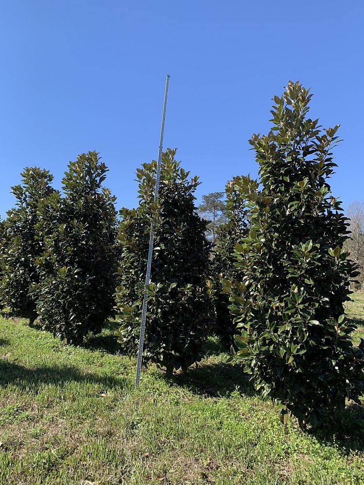magnolia-grandiflora-claudia-wannamaker-southern-magnolia