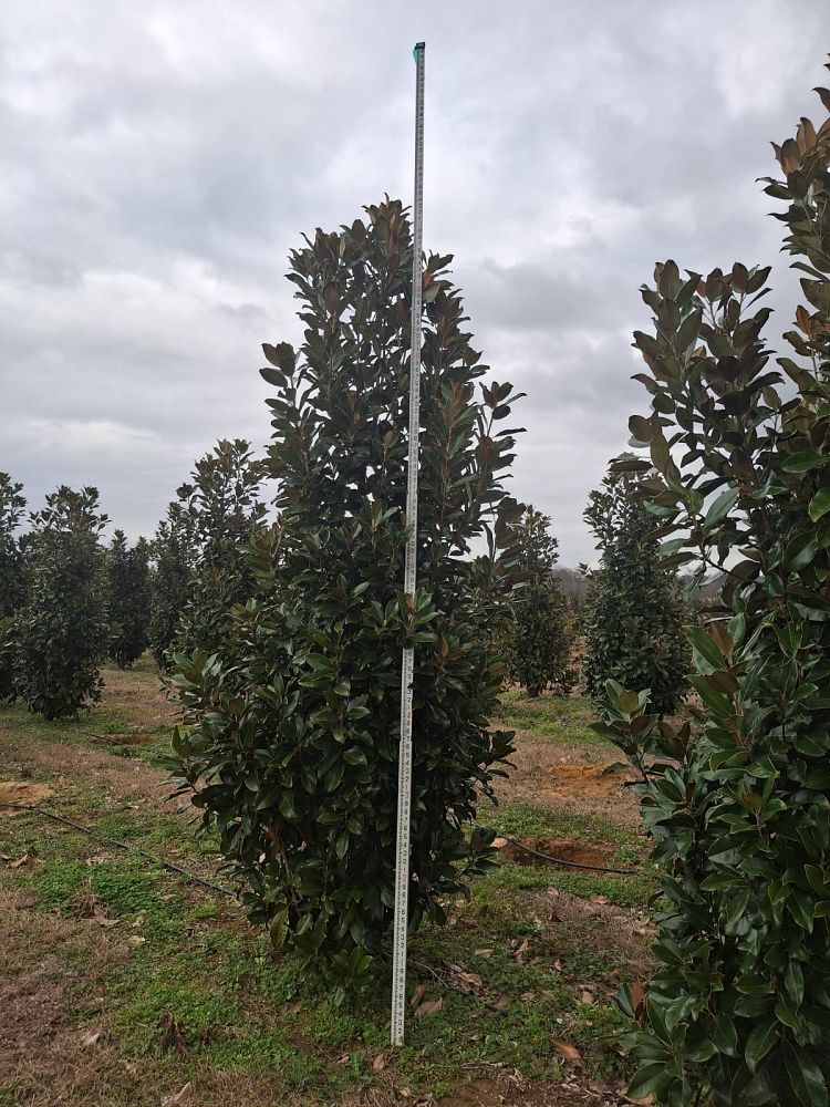magnolia-grandiflora-claudia-wannamaker-southern-magnolia
