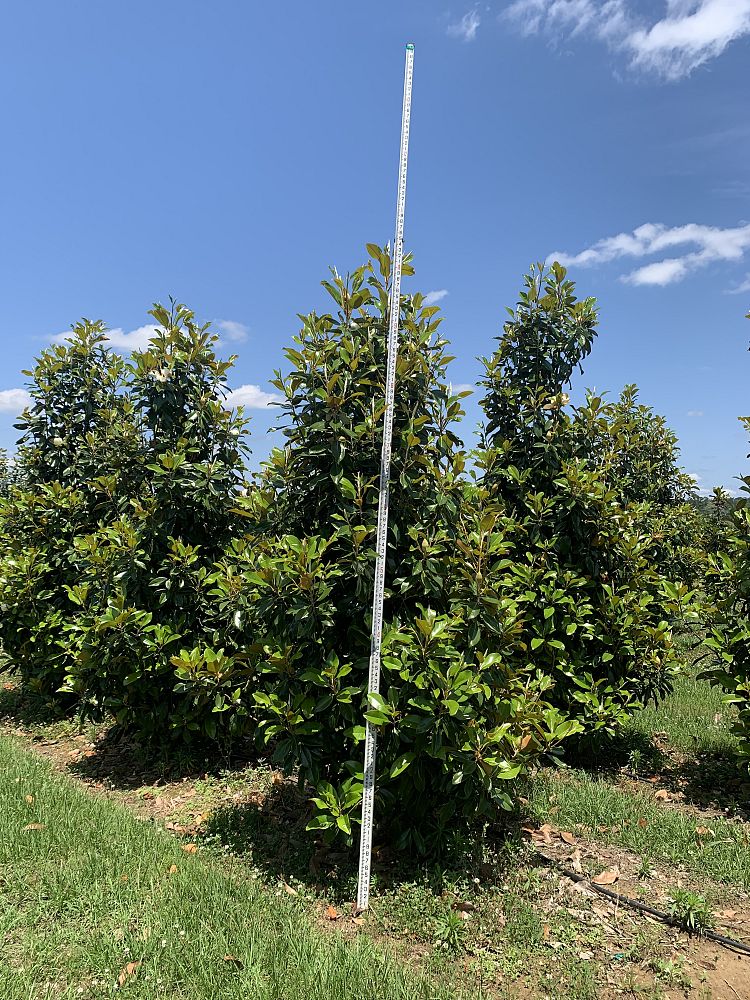 magnolia-grandiflora-claudia-wannamaker-southern-magnolia