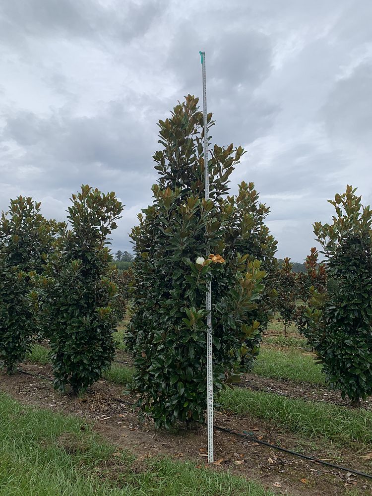 magnolia-grandiflora-claudia-wannamaker-southern-magnolia