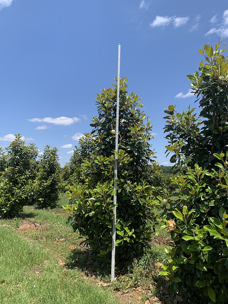 magnolia-grandiflora-claudia-wannamaker-southern-magnolia