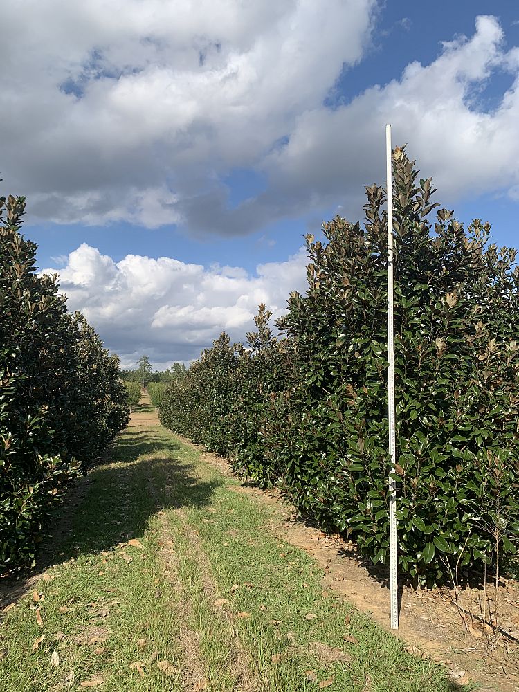 magnolia-grandiflora-claudia-wannamaker-southern-magnolia