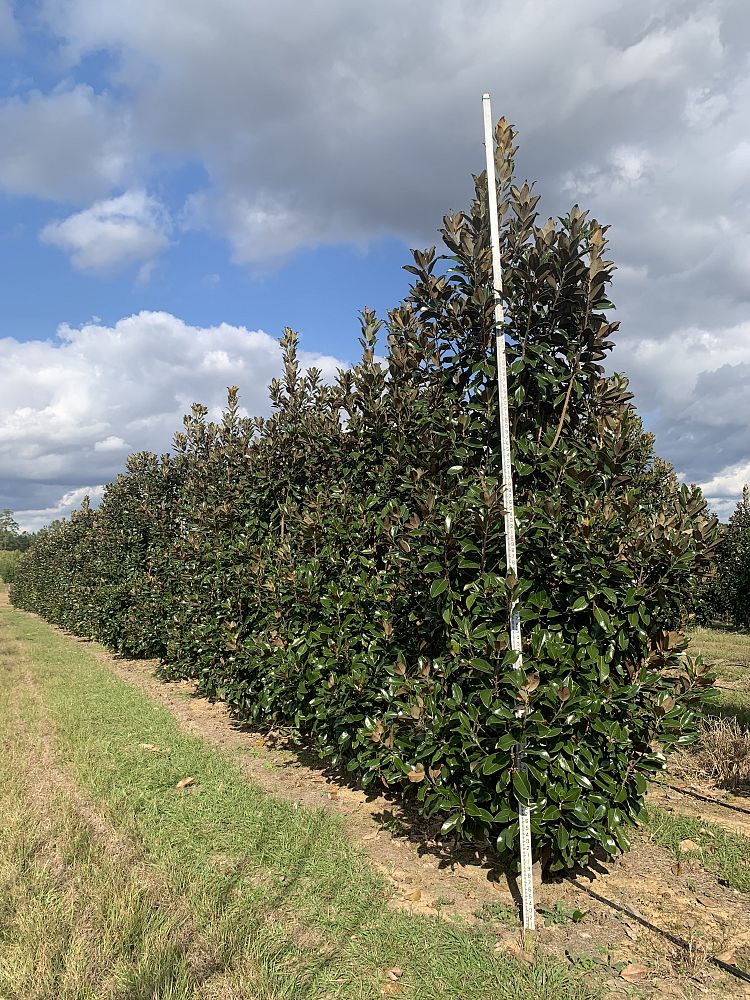 magnolia-grandiflora-claudia-wannamaker-southern-magnolia