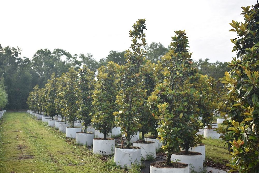 magnolia-grandiflora-claudia-wannamaker-southern-magnolia