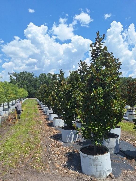 magnolia-grandiflora-claudia-wannamaker-southern-magnolia