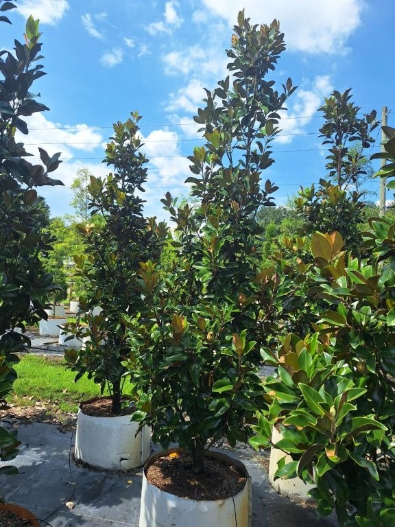 magnolia-grandiflora-claudia-wannamaker-southern-magnolia