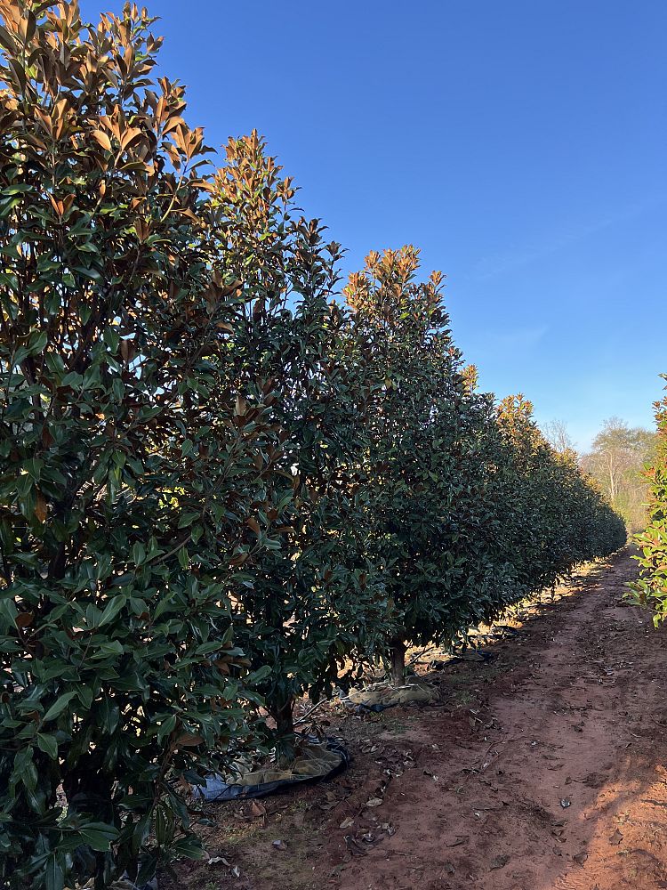 magnolia-grandiflora-claudia-wannamaker-southern-magnolia