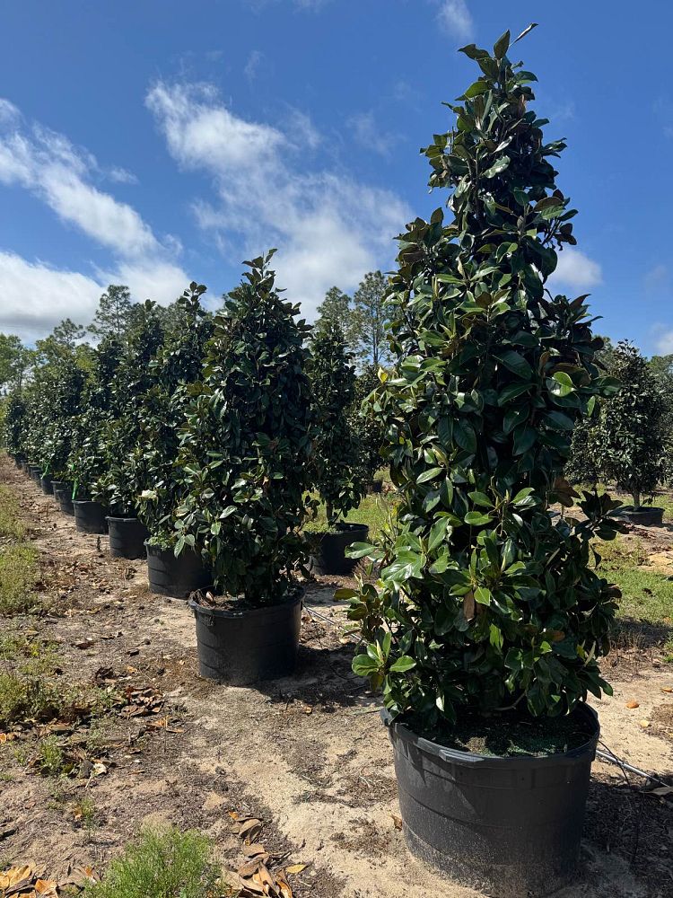 magnolia-grandiflora-claudia-wannamaker-southern-magnolia
