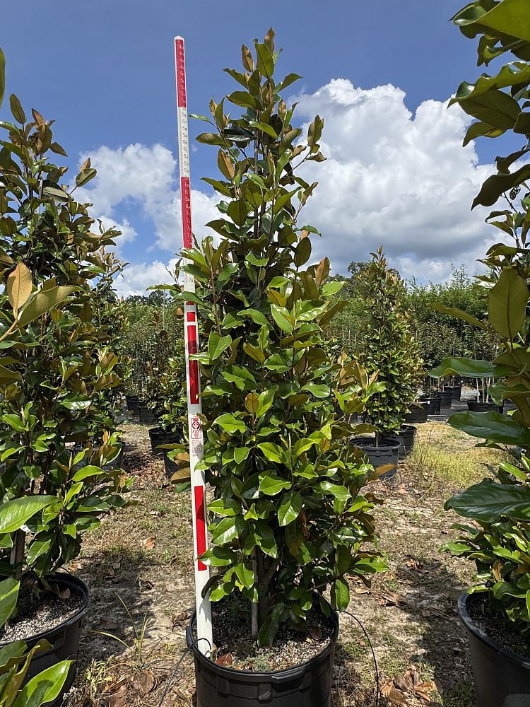 magnolia-grandiflora-claudia-wannamaker-southern-magnolia