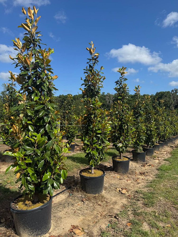 magnolia-grandiflora-claudia-wannamaker-southern-magnolia