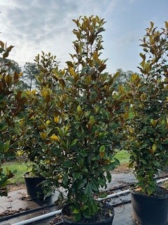 magnolia-grandiflora-claudia-wannamaker-southern-magnolia