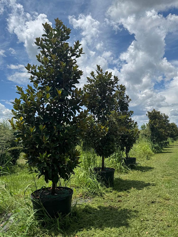 magnolia-grandiflora-claudia-wannamaker-southern-magnolia