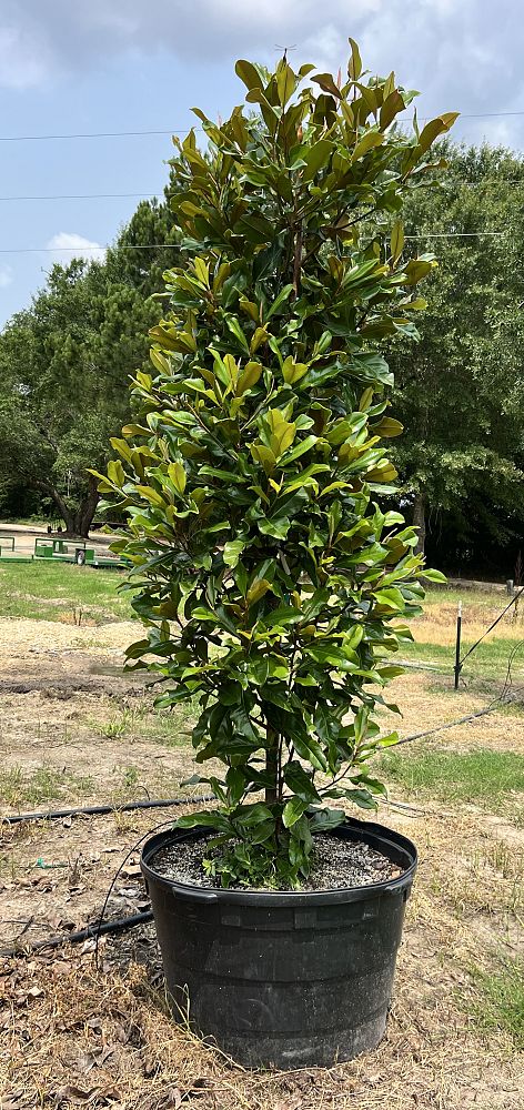 magnolia-grandiflora-claudia-wannamaker-southern-magnolia