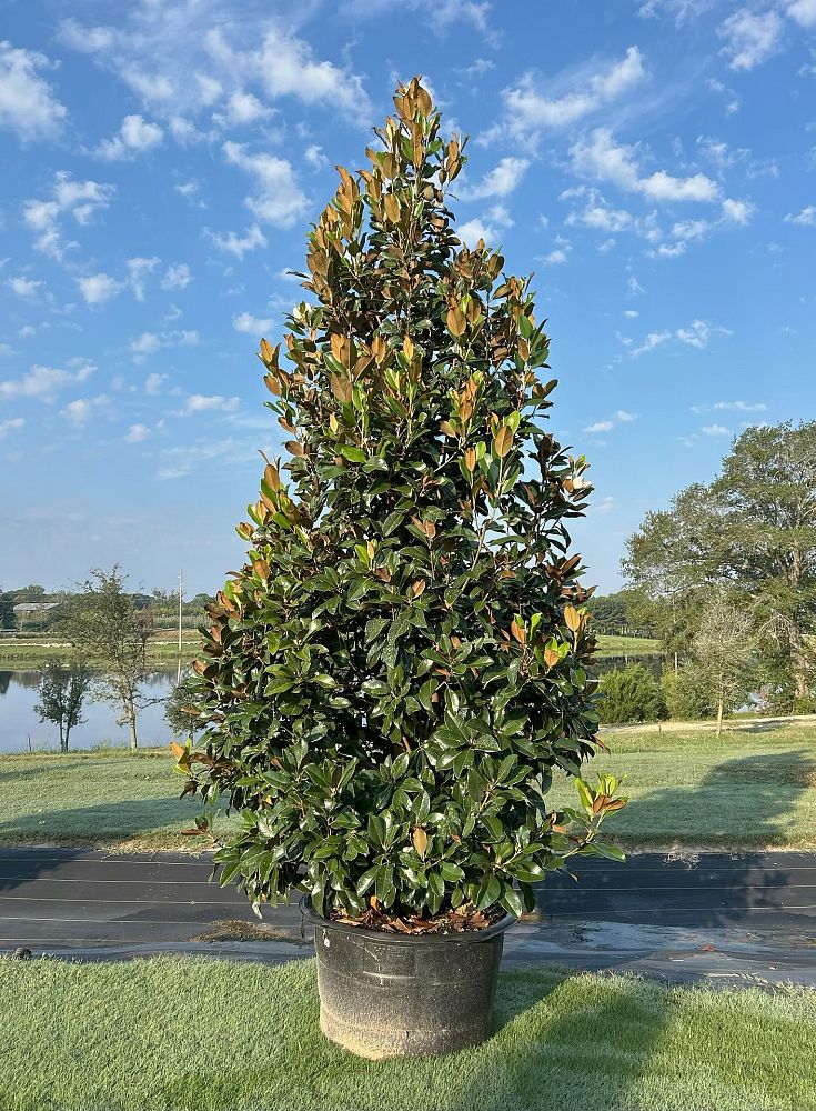 magnolia-grandiflora-claudia-wannamaker-southern-magnolia