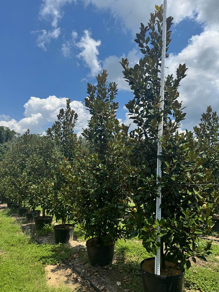 magnolia-grandiflora-claudia-wannamaker-southern-magnolia