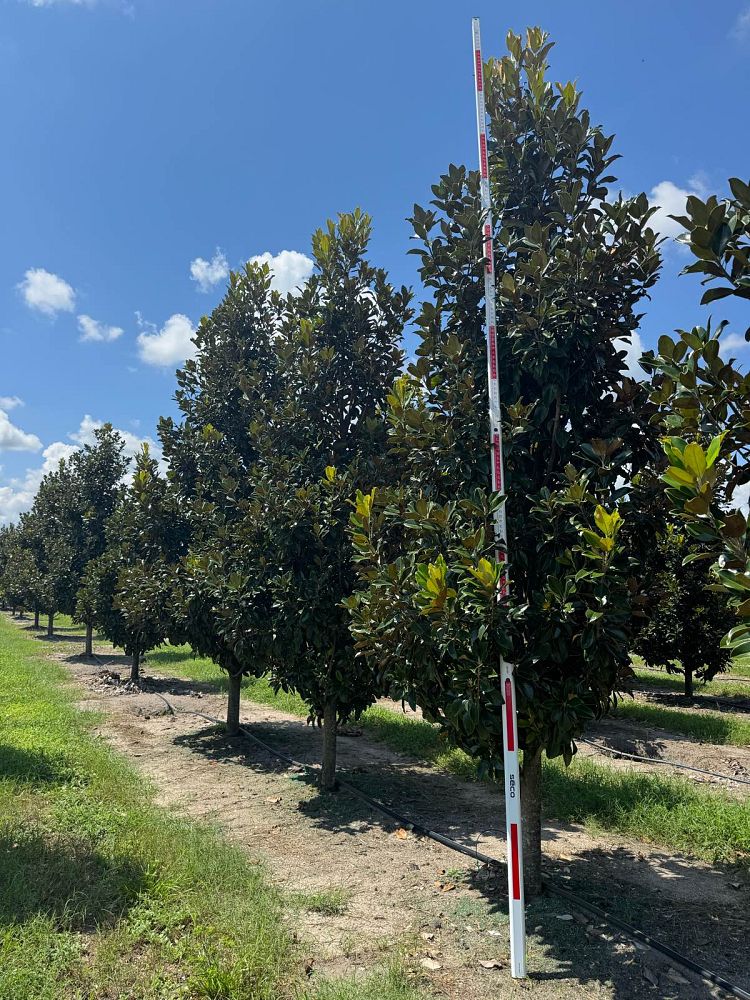 magnolia-grandiflora-claudia-wannamaker-southern-magnolia