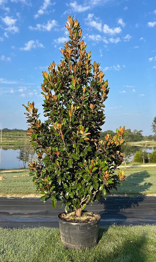 magnolia-grandiflora-claudia-wannamaker-southern-magnolia