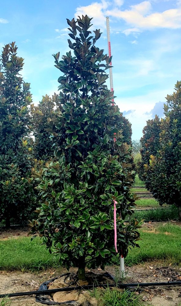 magnolia-grandiflora-claudia-wannamaker-southern-magnolia