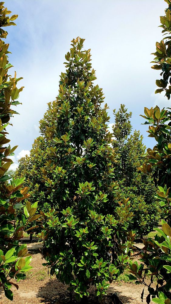 magnolia-grandiflora-claudia-wannamaker-southern-magnolia