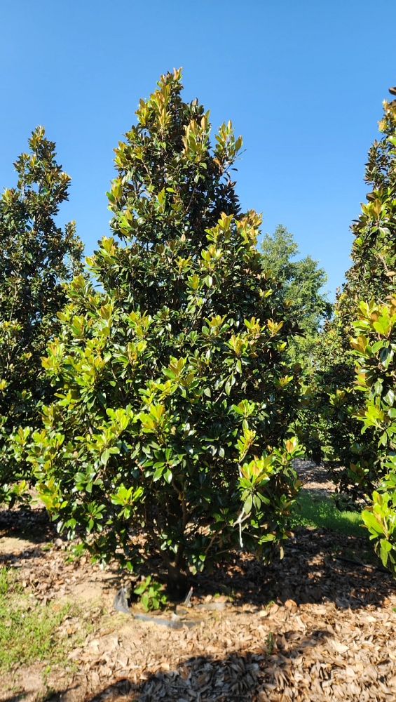 magnolia-grandiflora-claudia-wannamaker-southern-magnolia