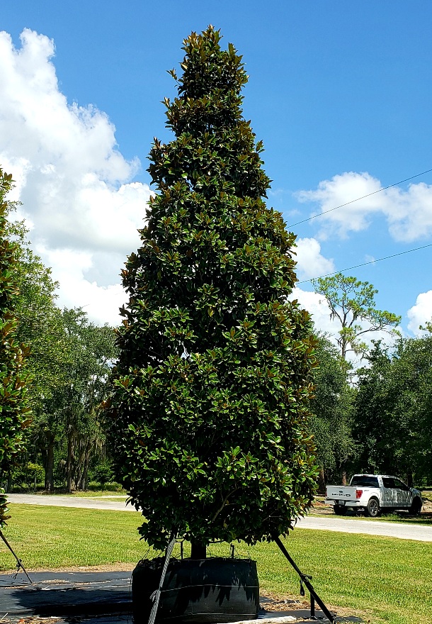 magnolia-grandiflora-claudia-wannamaker-southern-magnolia