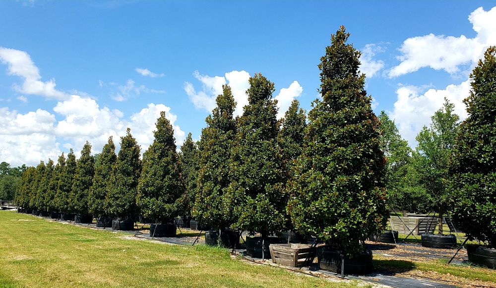 magnolia-grandiflora-claudia-wannamaker-southern-magnolia