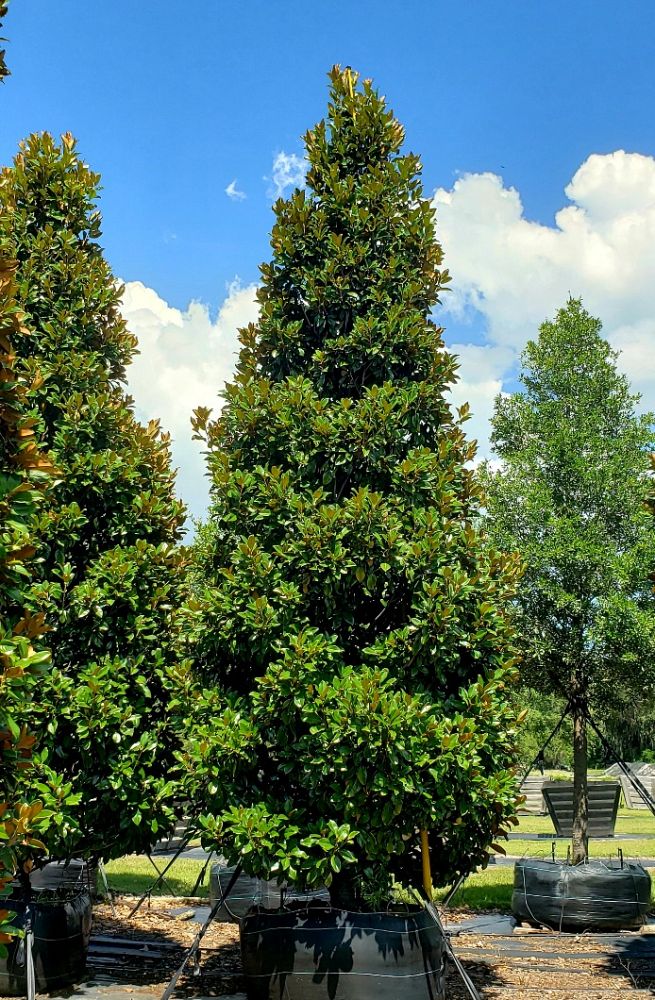 magnolia-grandiflora-claudia-wannamaker-southern-magnolia