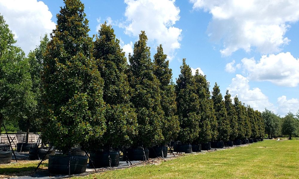 magnolia-grandiflora-claudia-wannamaker-southern-magnolia