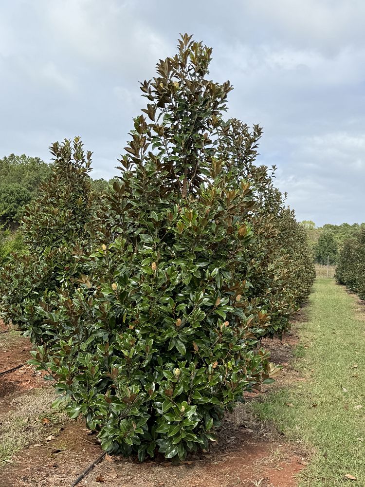 magnolia-grandiflora-claudia-wannamaker-southern-magnolia