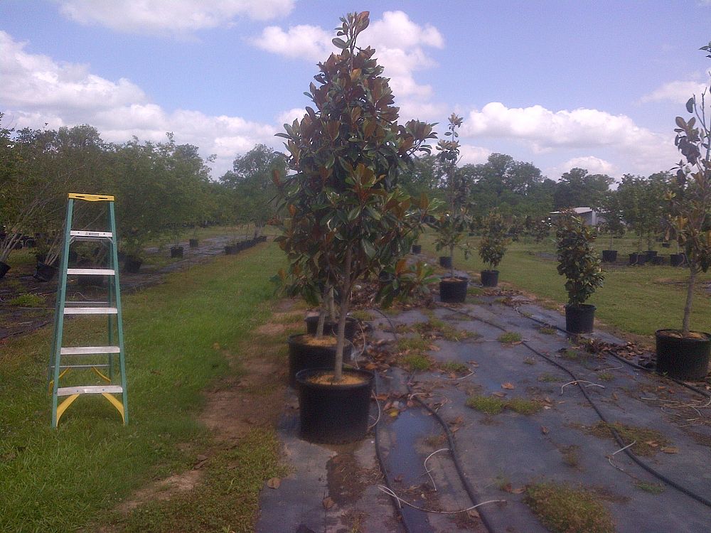 miller nursery tree company stephenville tx 30g login req d