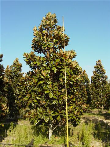 magnolia-grandiflora-d-d-blanchard-southern-magnolia-d-d-blanchard-southern-magnolia