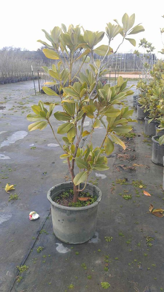 magnolia-grandiflora-d-d-blanchard-southern-magnolia-d-d-blanchard-southern-magnolia