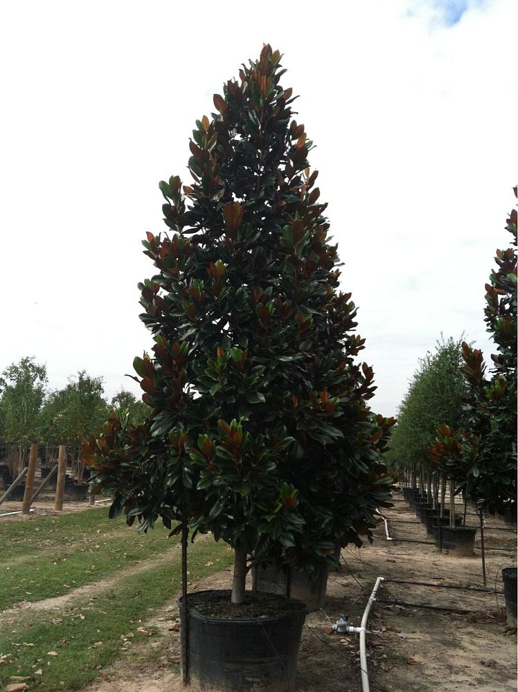 magnolia-grandiflora-d-d-blanchard-southern-magnolia-d-d-blanchard-southern-magnolia