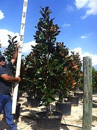 magnolia-grandiflora-d-d-blanchard-southern-magnolia-d-d-blanchard-southern-magnolia