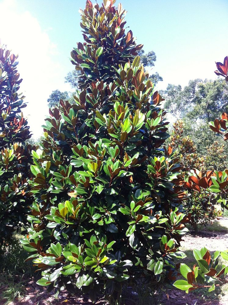 magnolia-grandiflora-d-d-blanchard-southern-magnolia-d-d-blanchard-southern-magnolia