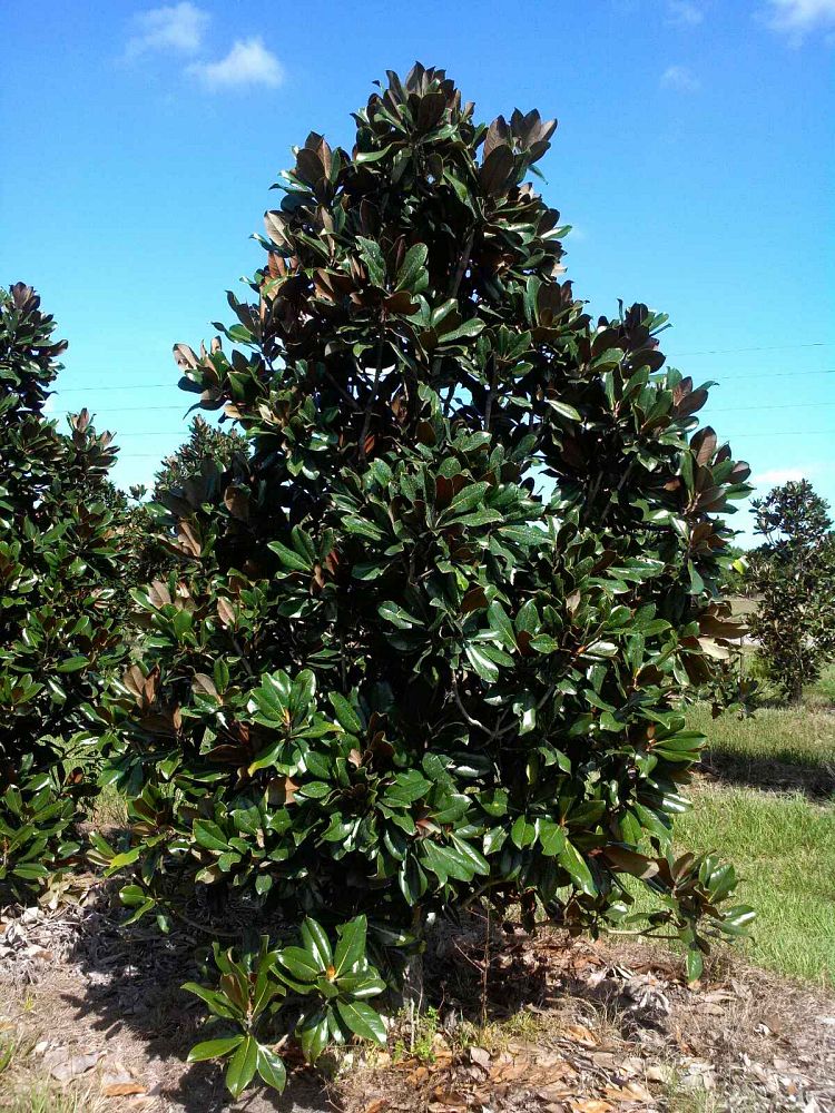 magnolia-grandiflora-d-d-blanchard-southern-magnolia-d-d-blanchard-southern-magnolia