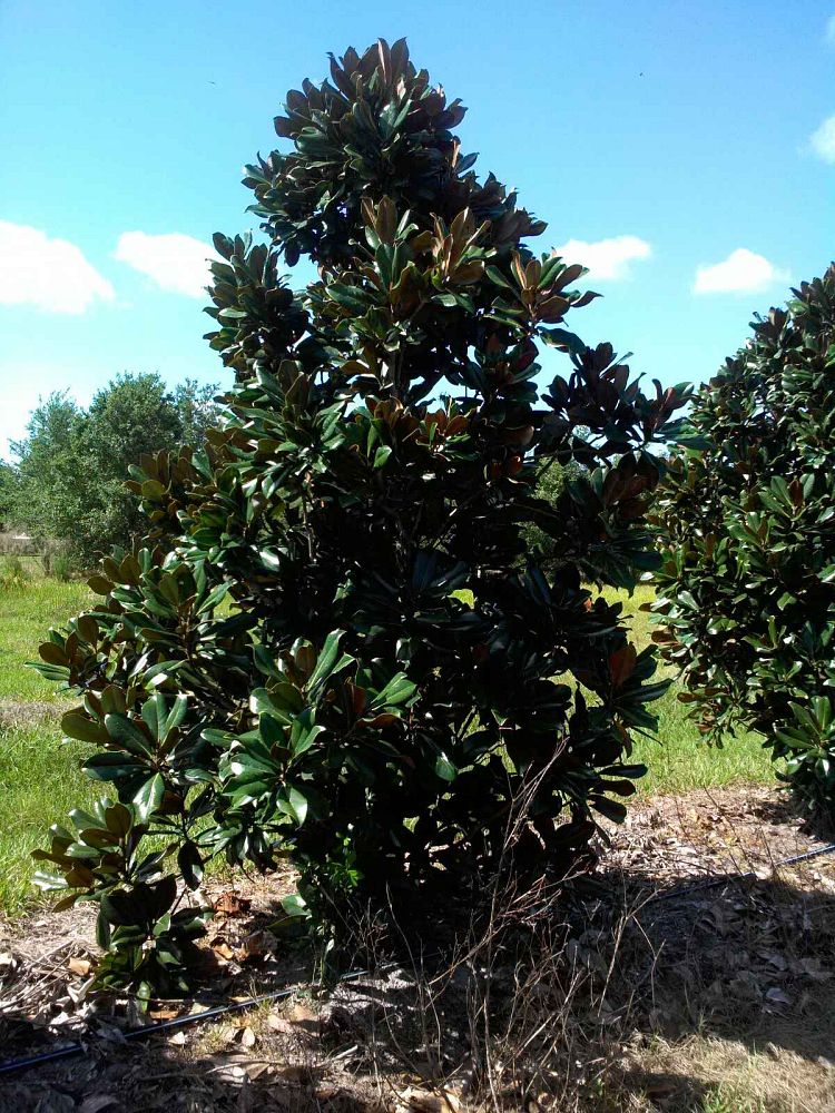 magnolia-grandiflora-d-d-blanchard-southern-magnolia-d-d-blanchard-southern-magnolia