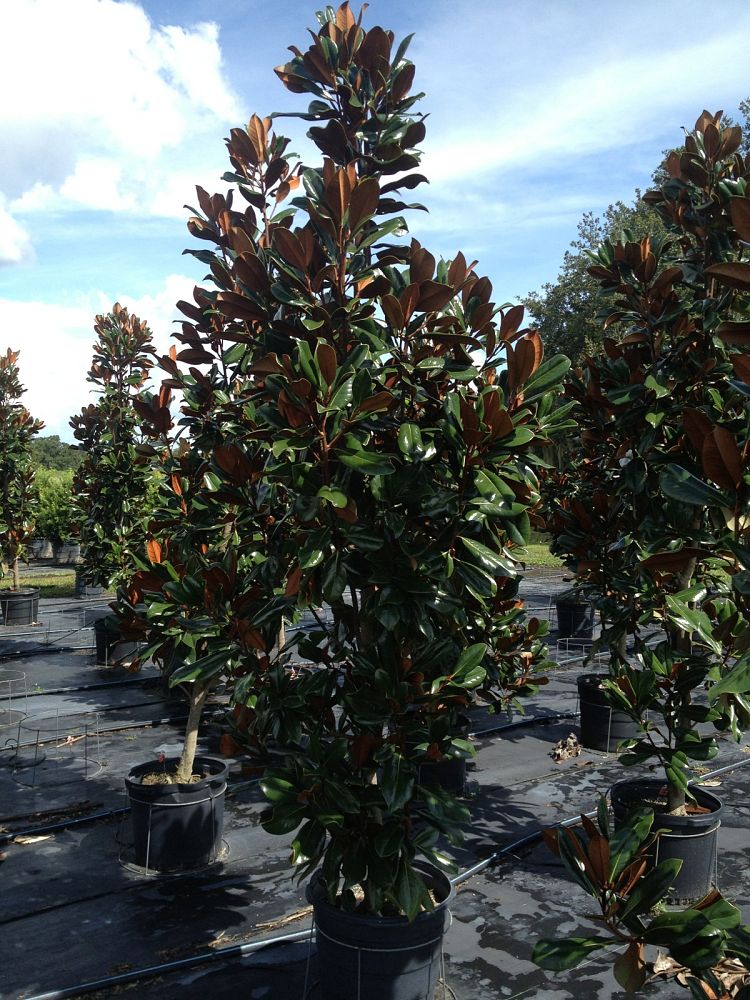 magnolia-grandiflora-d-d-blanchard-southern-magnolia-d-d-blanchard-southern-magnolia