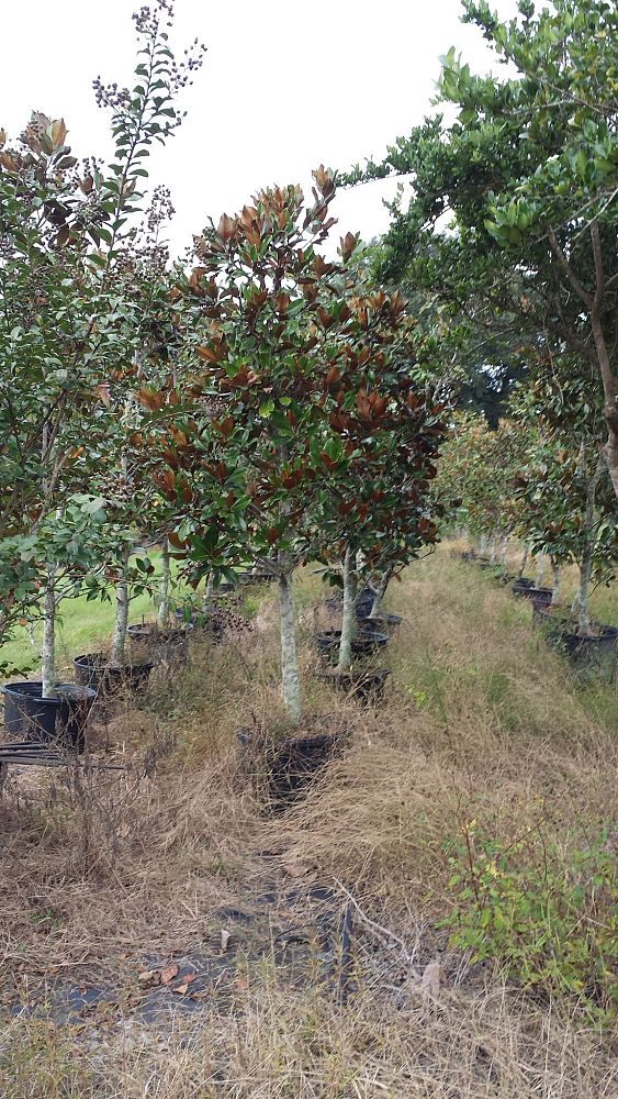 magnolia-grandiflora-d-d-blanchard-southern-magnolia-d-d-blanchard-southern-magnolia