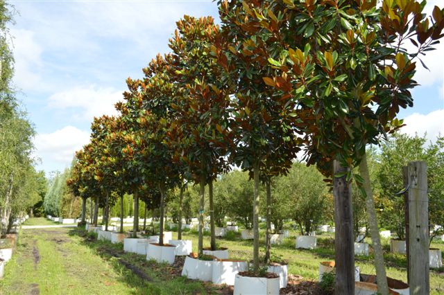 magnolia-grandiflora-d-d-blanchard-southern-magnolia-d-d-blanchard-southern-magnolia