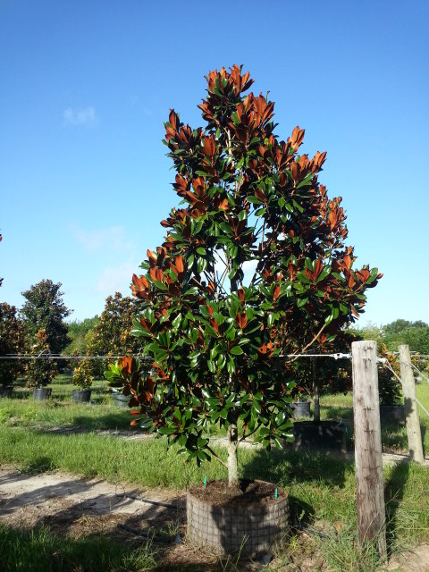 magnolia-grandiflora-d-d-blanchard-southern-magnolia-d-d-blanchard-southern-magnolia