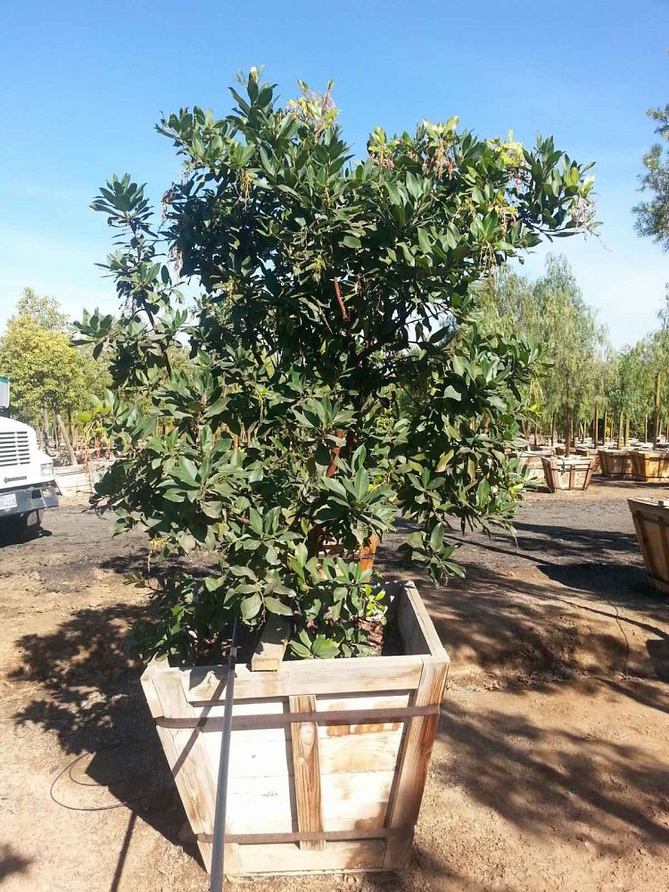 magnolia-grandiflora-d-d-blanchard-southern-magnolia-d-d-blanchard-southern-magnolia