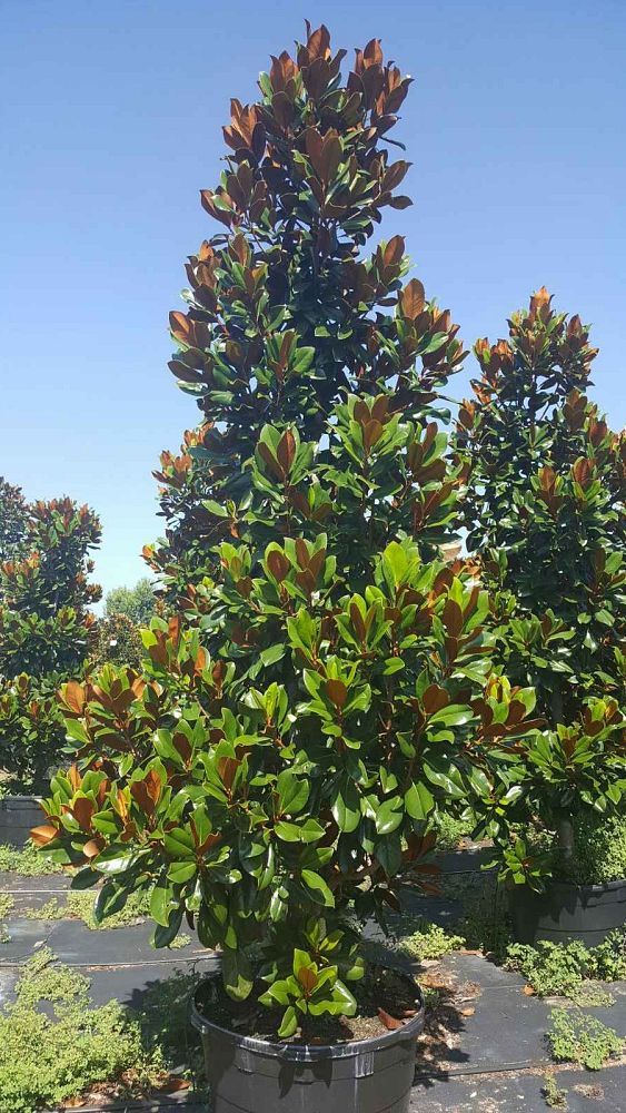 magnolia-grandiflora-d-d-blanchard-southern-magnolia-d-d-blanchard-southern-magnolia