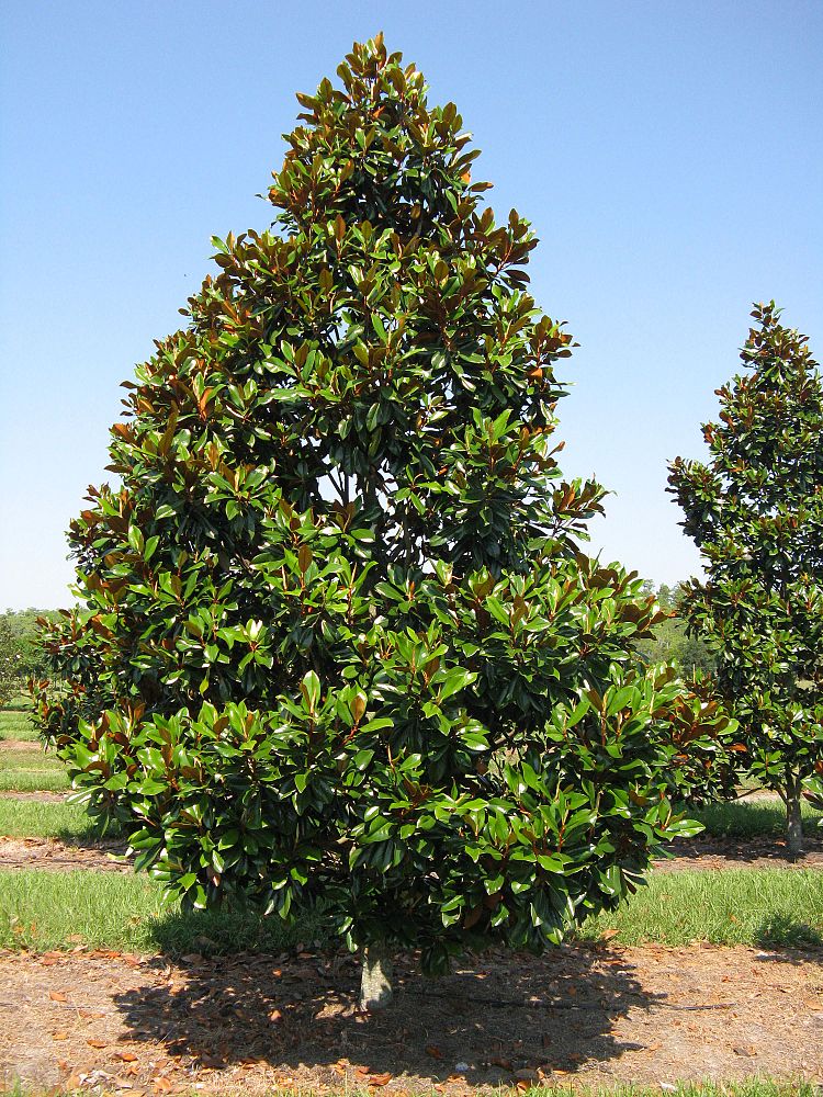 magnolia-grandiflora-d-d-blanchard-southern-magnolia-d-d-blanchard-southern-magnolia
