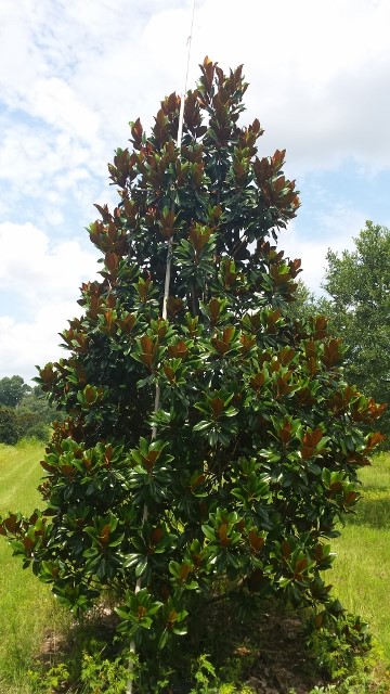 magnolia-grandiflora-d-d-blanchard-southern-magnolia-d-d-blanchard-southern-magnolia