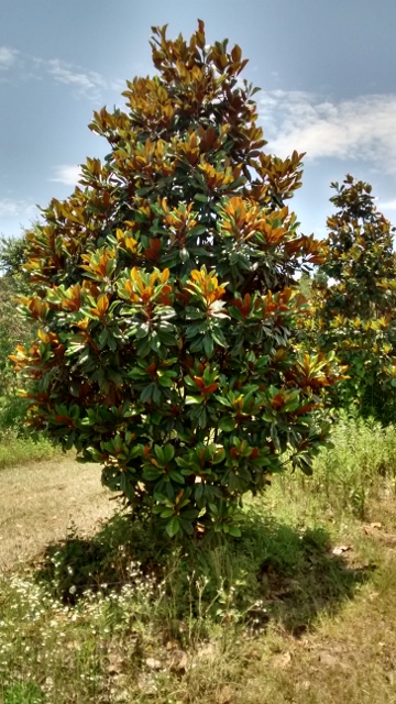 magnolia-grandiflora-d-d-blanchard-southern-magnolia-d-d-blanchard-southern-magnolia