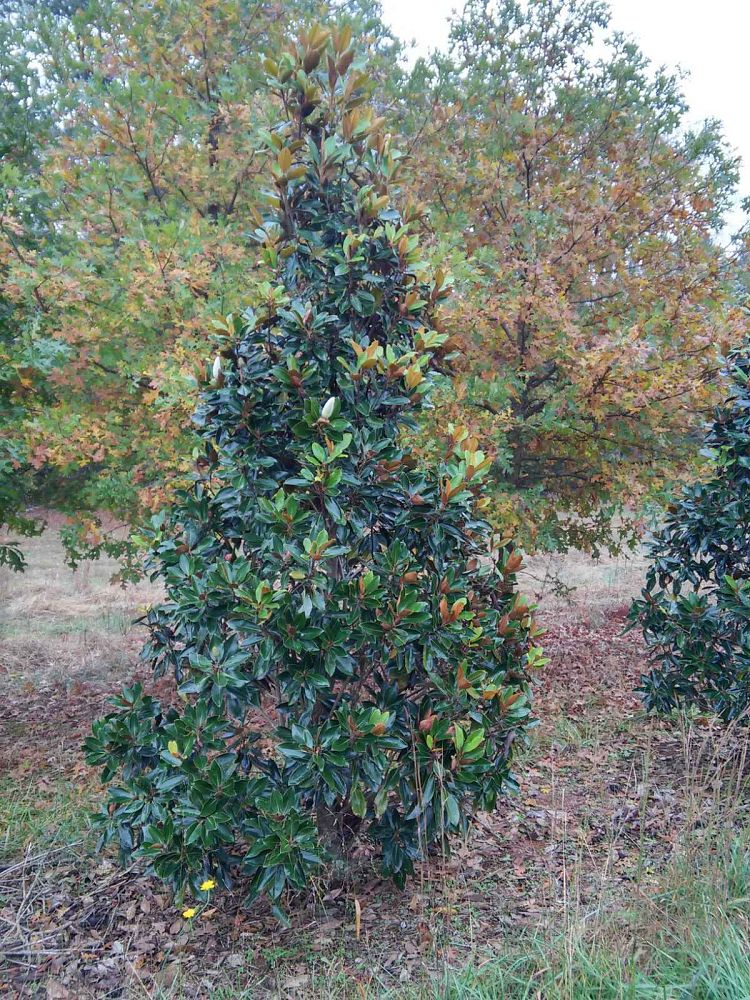 magnolia-grandiflora-d-d-blanchard-southern-magnolia-d-d-blanchard-southern-magnolia
