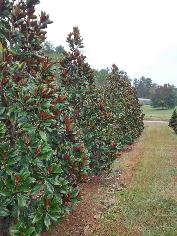 magnolia-grandiflora-d-d-blanchard-southern-magnolia-d-d-blanchard-southern-magnolia