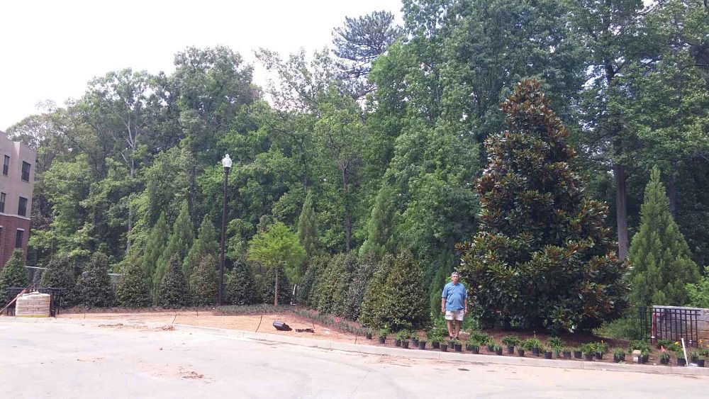 magnolia-grandiflora-d-d-blanchard-southern-magnolia-d-d-blanchard-southern-magnolia