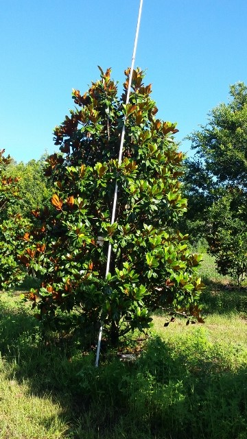 magnolia-grandiflora-d-d-blanchard-southern-magnolia-d-d-blanchard-southern-magnolia